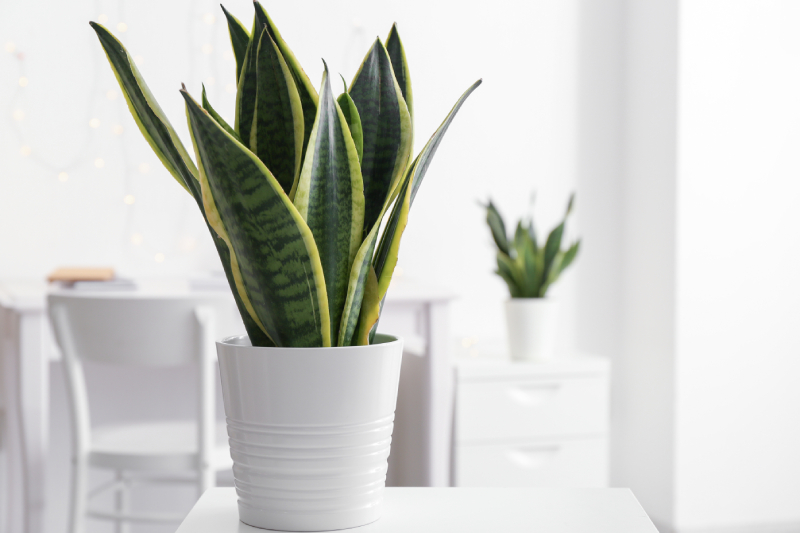 snake plant in white vase teacher appreciation gift idea